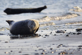 Harbour seal (Phoca vitulina) lying on the beach, Wildlife, Insel Düne, Helgoland,