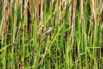 Chiffchaff, willow warbler sitting on a branch in the reeds, Insel Düne, Heligoland,