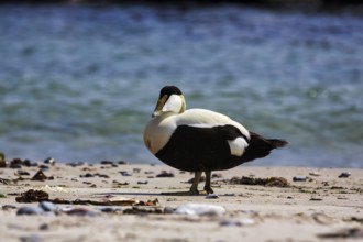 Eider duck (Somateria mollissima), male on the beach, Insel Düne, Helgoland, Schleswig-Holstein,
