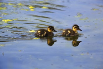 Mallard ducks, two chicks swimming on a pond, Insel Düne, Heligoland, Schleswig-Holstein, Germany