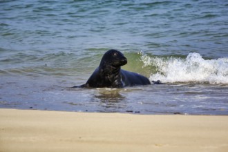 Grey seal (Halichoerus grypus) in the water, sandy beach, Dune Island, Heligoland,