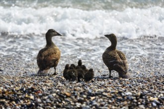 Two female eider ducks (Somateria mollissima) with several chicks on the shingle beach, surf, Insel