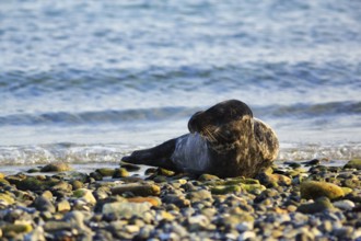 Grey seal (Halichoerus grypus) lying on the shingle beach, Insel Düne, Heligoland,