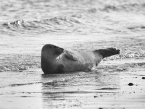 Harbour seal (Phoca vitulina) lying on the beach, monochrome, Insel Düne, Helgoland,