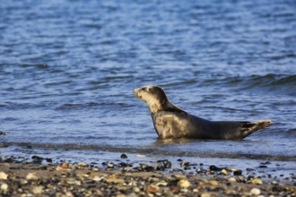 Harbour seal (Phoca vitulina) lying attentively on the beach, Wildlife, Insel Düne, Helgoland,