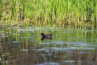 Moorhen (Gallinula chloropus), moorhen swimming on a pond, Insel Düne, Heligoland,