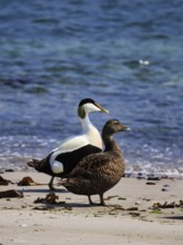 Two eider ducks (Somateria mollissima), male and female on the beach, Insel Düne, Helgoland,