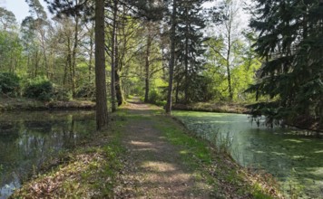 An idyllic forest path between two ponds, surrounded by tall trees and fresh greenery, Münsterland,