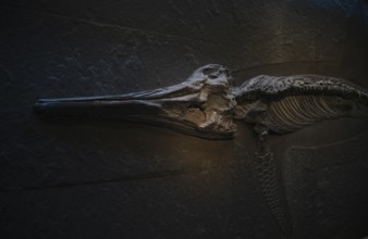 Interior photograph, head of a young ichthyosaur Temnodontosaurus trigonodon, exhibition,