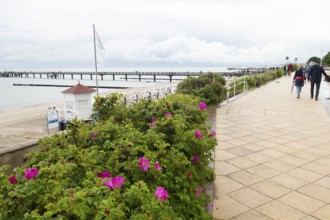 Potato rose (Rosa rugosa), beach promenade, promenade, pier, Baltic Sea, Baltic seaside resort,