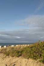 Coastal landscape, dunes, marram grass, potato rose (Rosa rugosa), beach chairs, Baltic Sea, Baltic