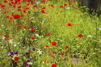 Various plants, flowers, front garden, Friedrich- Borgwardt-Sraße, Baltic Sea, Baltic Sea resort,