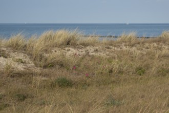 Beach dune with potato roses, Baltic Sea, Kühlungsborn, Rostock district, Mecklenburg-Western