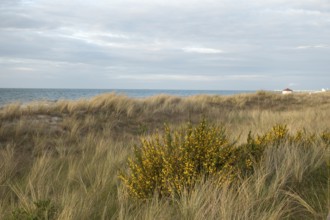 Broom broom (Cytisus scoparius), Baltic Sea, Baltic seaside resort, Kühlungsborn, Rostock district,