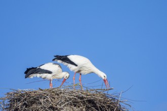 White stork (Ciconia ciconia) Germany