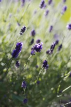 Purple lavender flowers (Lavandula angustifolia) unfurling in the sunshine and spreading a summery