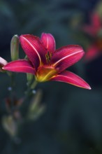 Close-up of a pink daylily (Hemerocallis) with fascinating details of the petals against a dark