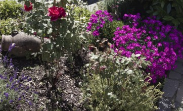Colourful garden landscape with roses (Rosa) and carnations (Dianthus) in full bloom, Siegen