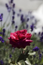 Red rose (Rosa) with purple lavender (Lavandula angustifolia) in the background in the sunshine,