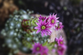 Close-up of pink Sempervivum flowers in a natural environment, Siegen