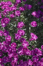Dense pink carnation flowers (Dianthus) in the garden with green shelter, Siegen