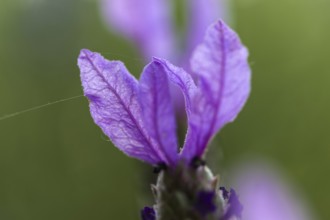 Macro photograph of a crested lavender flower (Lavandula stoechas) against a green background,