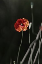 Red poppy (Papaver rhoeas) in front of a blurred dark background, emphasising filigree stems and