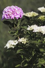Multicoloured hydrangea with pink and white flowers, surrounded by dense foliage, Nettetal