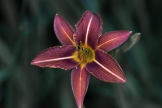 Close-up of a purple daylily (Hemerocallis), which impresses with its vibrant colour and fine