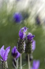 Purple crested lavender flowers (Lavandula stoechas) with soft Zen background outdoors, Siegen