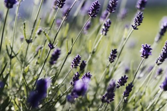 Lavender stems (Lavandula angustifolia) in nature in the sunlight, with purple flowers that create