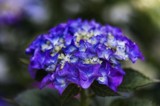 Purple and blue hydrangea flowers (Hadrangea), emphasised by their bold colours and textured