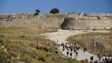 A herd of animals passes by a large historic fortress, Antimacheia, Medieval fortress, St John's