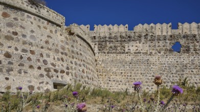 Majestic stone walls with purple thistles, clear sky in the background, Antimacheia, Medieval