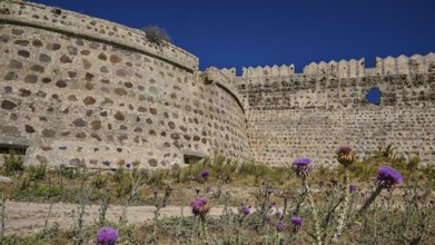 Fortress walls tower over the site, surrounded by flowering thistles, Antimacheia, Medieval