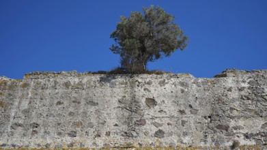 Tree protruding from an ancient stone wall, Antimacheia, Medieval fortress, St John's fortress,