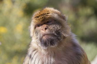 Barbary macaque (Macaca sylvanus), also called Magot, Gibraltar