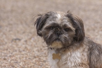 A Shih Tzu sits on a stony ground and looks ahead, Brittany, France