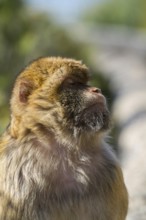 Barbary macaque (Macaca sylvanus), also called Magot, Gibraltar