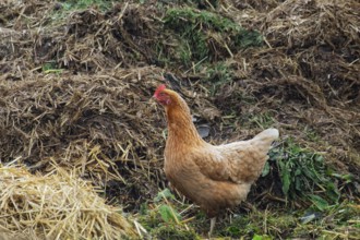 Domestic fowl (Gallus gallus domesticus) on a dung heap, North Rhine-Westphalia, Germany