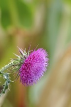 Flower head of the Musk Thistle (Carduus nutans, also known as nodding thistle), by the wayside,
