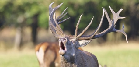 Red deer (Cervus elaphus) during the rutting season, a capital stag roaring in a forest clearing,