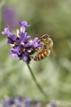 Honey bee (Apis mellifera) on a lavender flower (Lavandula angustifolia), macro photograph,