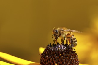 European honey bee (Apis mellifera), collecting nectar from a yellow coneflower (Echinacea