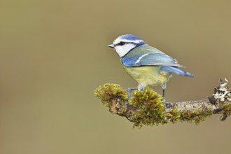 Blue tit (Parus caeruleus), sitting on moss-covered dead wood, Wilnsdorf, North Rhine-Westphalia,