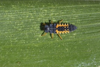 Ladybird larva, seven-spot ladybird (Coccinella septempunctata), insect larva, beneficial insect,