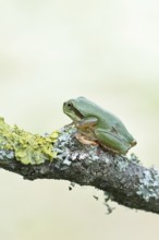 European tree frog (Hyla arborea) sitting on a lichen-covered branch in its natural environment,