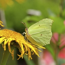 Lemon butterfly (Gonepteryx rhamny) on a yellow flower of a Great Telekie (Telekia speciosa), macro