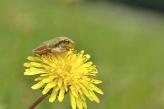 European tree frog (Hyla arborea) sitting on a yellow dandelion flower (Taráxacum), close-up, Lake