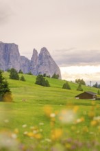 Idyllic green meadows with flora in front of impressive mountain scenery and a wooden hut, Alpe di